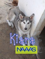 /album/cadelas-para-adoptar/kiara-copy-jpg/